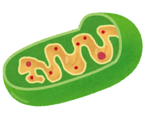 ミトコンドリアダイエット！