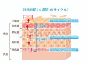 お肌のターンオーバー！